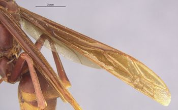 Media type: image;   Entomology 36001 Aspect: Wing front